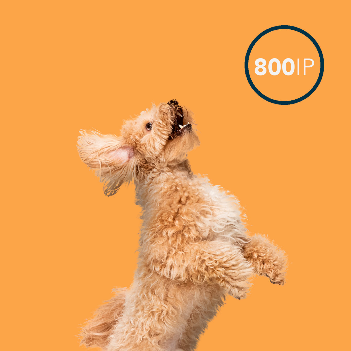 Oxxy Vet Ozone Oil Airless 50ml