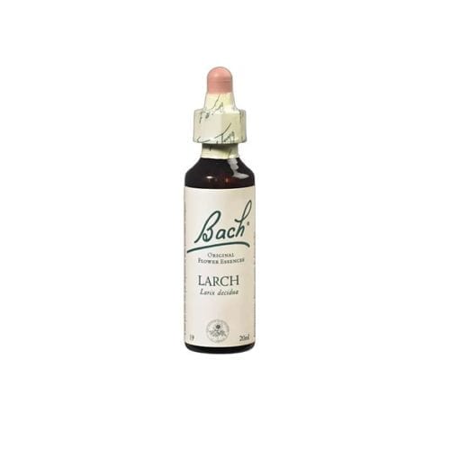 Larch