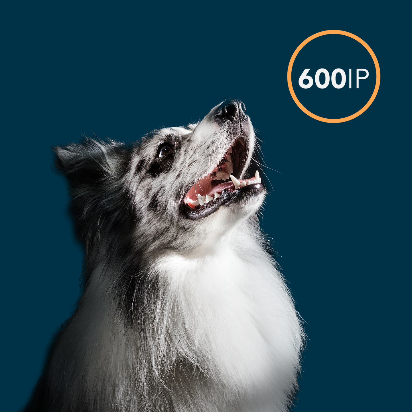 Oxxy Vet Dental Care Pets Airless 100ml