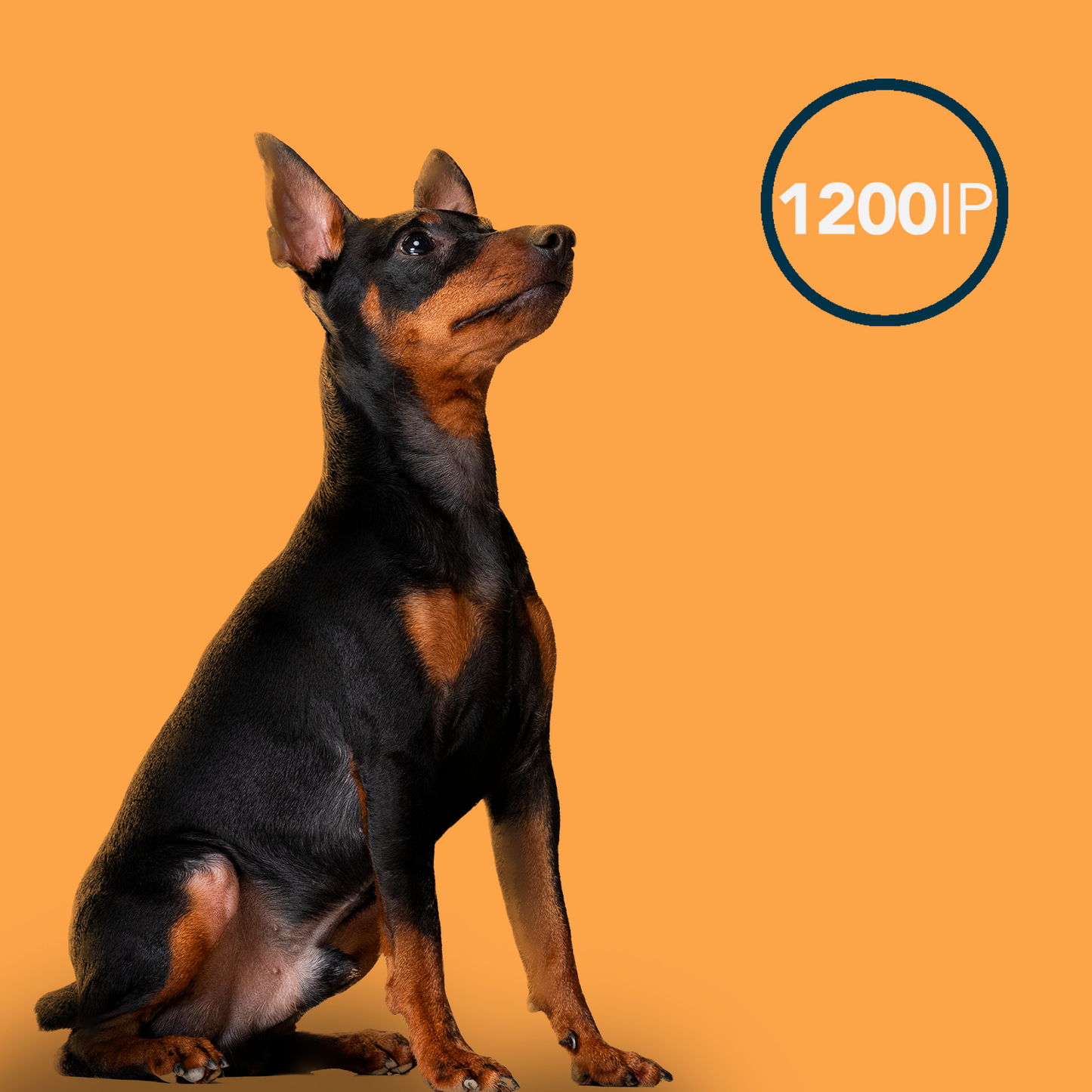 Oxxy Vet Repair Pets 5x5ml